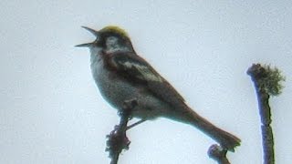 ChestnutSided Warbler Song [upl. by Leiuqese470]