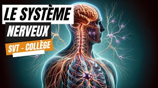 Le système nerveux  SVT Collège [upl. by Andra749]