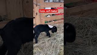 Getting some super cute and fluffy babies from our last few fall kidders goats babyanimals [upl. by Tiernan186]