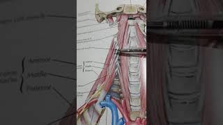 Prevertebral Muscles Part 1 [upl. by Togram]