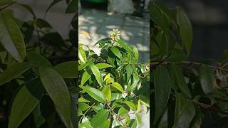 പൂച്ചപ്പഴം Cat eye fruit alggardening youtubeshorts [upl. by Tannen]