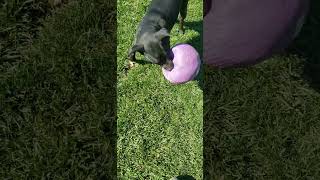 Tinkles Popped her new Ball timmey dogball puppy huntingcompanion tinkles [upl. by Asilana72]