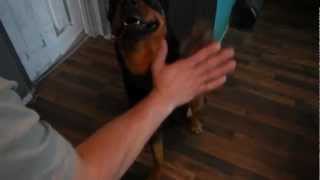 Writers Variety of Life  8 Rottweiler Tricks Speaks Plays Dead and More [upl. by Drapehs]