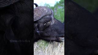 Oxpecker Cleaning Buffalos Eye Wincent 5z0Ep wildlife nature bird [upl. by Yornek973]