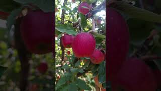 Today kashmiri delicious Apple Harvesting reelsshortvideo [upl. by Ame562]