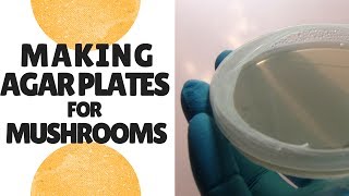 How to Make Agar Plates for Growing Mushrooms [upl. by Eizdnil]