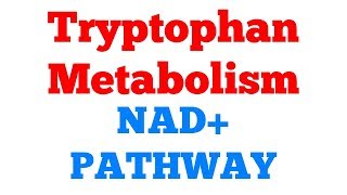 NAD pathway  Niacin formation  Tryptophan metabolism  Biochemistry [upl. by Onairda]