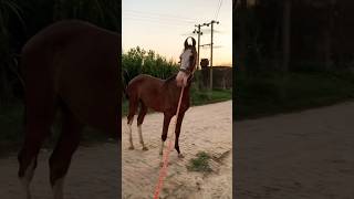 बछेरा डैनी अलग ही अंदाज में horses horse equine colt [upl. by Aihsinat]