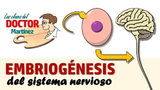 Clase de embriogénesis del sistema nervioso [upl. by Ahseiyk]