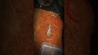 Desert Duel Mantis vs Camel Spider insectwars insects fyp viral arachnids wildlife yt [upl. by Aiekat621]