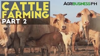 Cattle Farming Part 2  Zero Grazing Cattle Farming  Agribusiness Philippines [upl. by Weisbrodt673]