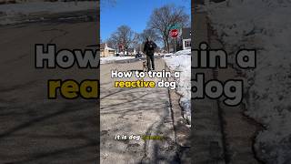 HOW TO Train a reactive dog💥 dog dogtraining reactivedog [upl. by Karisa]