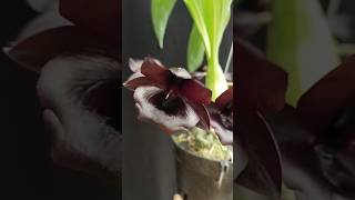 Monnierara Millennium Magic Witchcraft orchid anggrek orquideas catasetum [upl. by Nollahp]