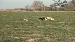 galgos de campo galgos y liebres [upl. by Held428]