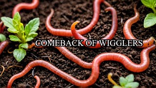 Entire Revived Colony of Red Wigglers [upl. by Cnut993]