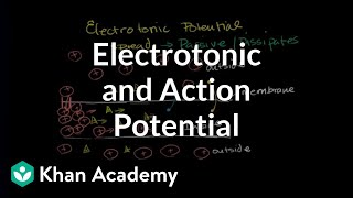 Action Potential  Part 1  Ionic Basics  Nerve Muscle Physiology [upl. by Nnaycnan]