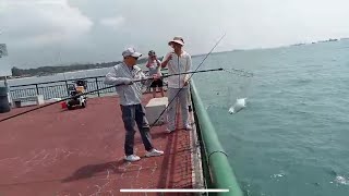 Bedok Jetty Hey Guys leave something for me on Friday Today Mackerel Saito and Queenfish [upl. by Llehsyar]