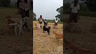 Yaarenna sonnalum 😊🥹♥️ trendingsong dog doglover pet petlovers labrador rameshrupa799 [upl. by Eissirhc]