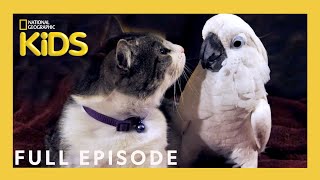 Unlikely Animal Friends Full Episode 🐱🦜  The Tale of a Cockatoo and the Kitty Cat  natgeokids [upl. by Nimaj]