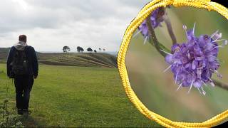 Avebury and Its Rivers Plus MurderousLooking Cows Plus More Hedge Dating [upl. by Olympe]