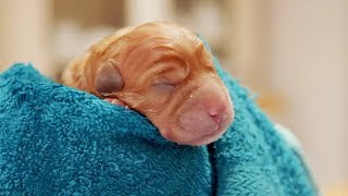 Naissance de bébé labrador en direct  ZAPPING SAUVAGE [upl. by Kreitman]