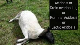 Acidosis or Grain overloading or Ruminal acidosis Signs amp treatment [upl. by Ariela]