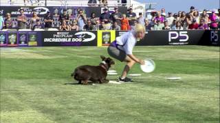 Flying Disc 1st Place  Incredible Dog Challenge 2015 Huntington Beach CA [upl. by Eceinahs]