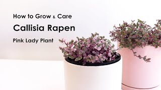 How to grow Callisia repens Pink lady care tips for indoor Callisia Pink lady [upl. by Lathrope]