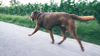 Labrador Running [upl. by Hafirahs]