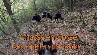 Tirs de 8 sangliers en battue💥chasse en Corse à Bastelica [upl. by Robina]