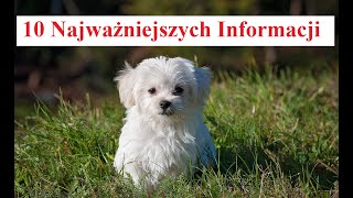 MALTAŃCZYK  10 najważniejszych Informacji [upl. by Frank]