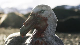 Giant Petrels Heroes or Villains  Seven Worlds One Planet  BBC Earth [upl. by Nautna]