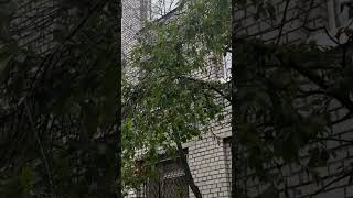 neurology department building архангельск nsmu building shortsviral shortsfeed shortvideo [upl. by Lleunamme]