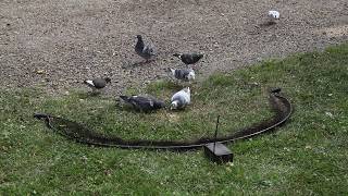 bownet trapping pigeons with remote control [upl. by Merriam]