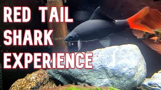 Red Tail Shark  My Experience Keeping [upl. by Aivartal]