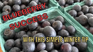 BLUEBERRY WINTER PREP FOR SUMMER SUCCESS [upl. by Ahcsropal96]