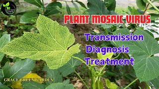 Mosaic Virus in Plants  Causes Symptoms and Control in Tamil [upl. by Virgy929]