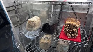 Fruiting Log Prep  Lions Mane Blue Oyster Shiitake [upl. by Anelak]