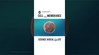 Structure of Cell Membrance science biology cell membranestructures [upl. by Oric]