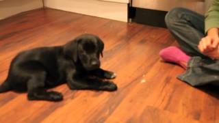 Black lab training at 8 to 9 weeks [upl. by Lail]