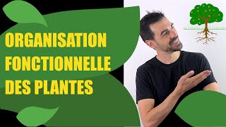 COURS DE TERMINALE SPÉCIALITÉ SVT CHAP8 LORGANISATION FONCTIONNELLE DES PLANTES À FLEURS [upl. by Dlopoel]