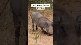 Warthog Turbo V16 engine 🙏SUBSCRIBE🙏 video warthog turbo v16engine kingofjungle funny [upl. by Irrep]