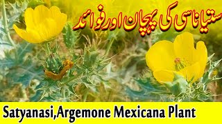 Benefits of Satyanasiستیاناسی  Identify the Satyanasi Herb  Satyanashi Argemone Mexicana Plant [upl. by Elbas]