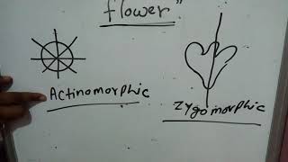 Flower hypogunousepigynous perigynousgamopetalouspolypetalouscalyxcorrolaactinomorphicsepal [upl. by Atin]