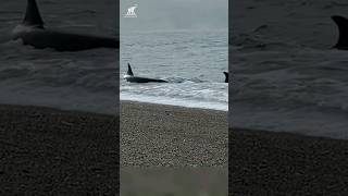 orcas hunting strategies  killer whales documentary orca animals [upl. by Royden864]