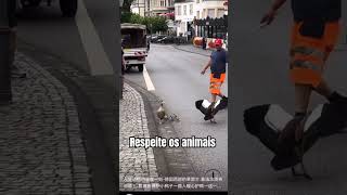 Respeito aos animais ♥️ respeiteosanimais aves [upl. by Ennahtur]