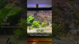 90 Gallon Planted walstad aquarium aquascape plantedaquarium [upl. by Tenneb]