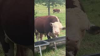 Hereford cattle enjoying evening feeding cow farming bull [upl. by Etem630]