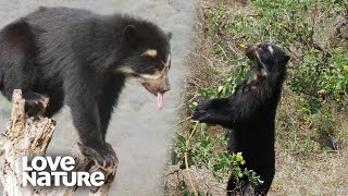 The Predator Duo Spectacled Bears Tree Climbing Tactics  Love Nature [upl. by Arakal567]