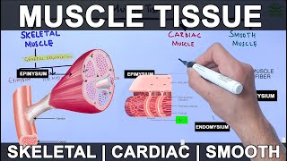 Muscle Tissue  Skeletal  Cardiac  Smooth Muscle [upl. by Acina]